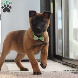 Honey, Belgian Malinois Puppy